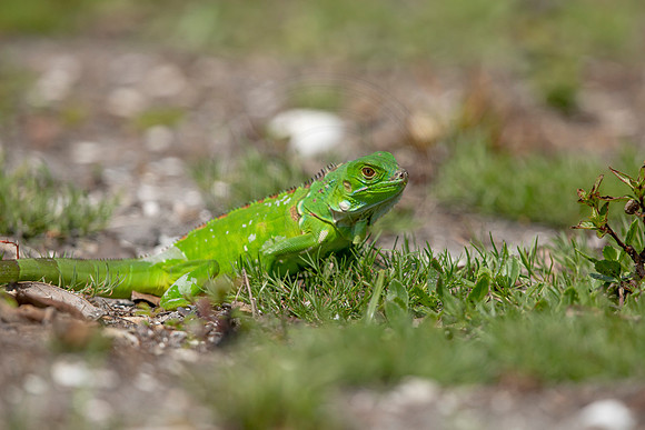 369 iguana (6F3A8388) April 15, 2021