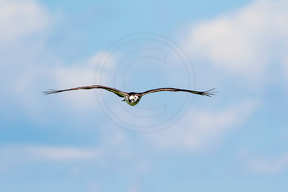 Osprey in Crown Point