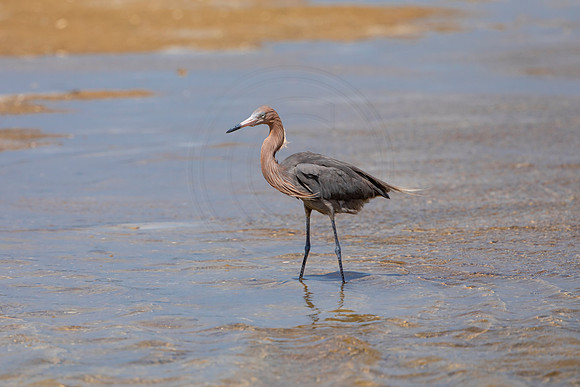 268 reddish egret (6F3A7505) April 15, 2021
