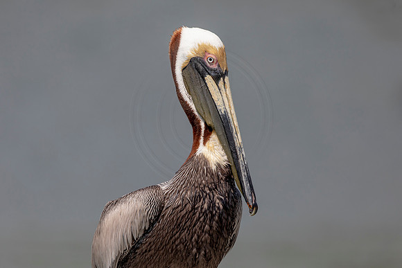 379 pelican (6F3A8428) April 15, 2021