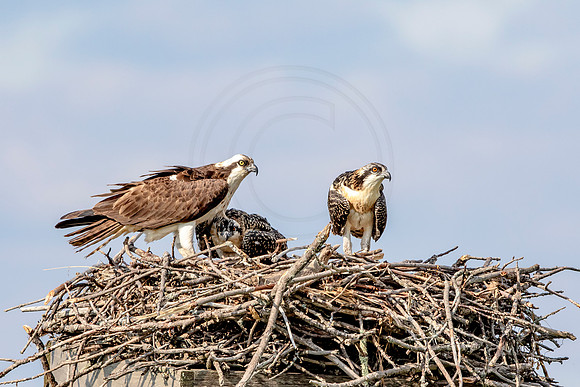 Osprey in Crown Point