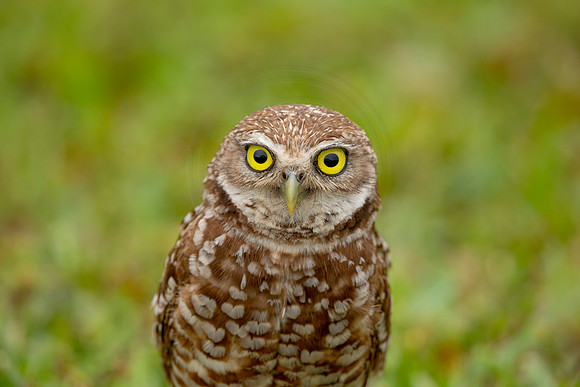40 burrowing owl (6F3A2518) April 21, 2021