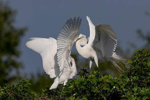 1034 egret (6F3A3486) April 18, 2021