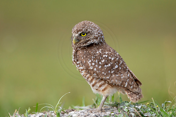 624 burrowing owl (6F3A0548) April 17, 2021