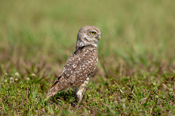907 burrowing owl (6F3A2424) April 17, 2021