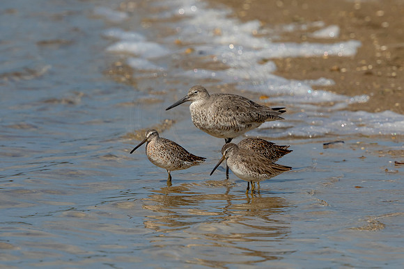 170 shorebirds (6F3A6681) April 15, 2021