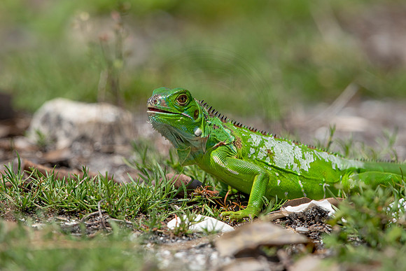 299 iguana (6F3A7941) April 15, 2021