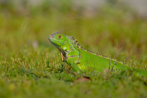486 iguana (6F3A9036) April 15, 2021