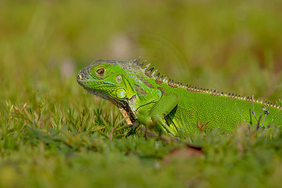 484 iguana (6F3A9030) April 15, 2021