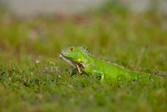 478 iguana (6F3A9009) April 15, 2021