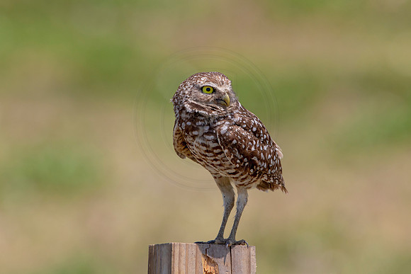 730 burrowing owl (6F3A1407) April 17, 2021
