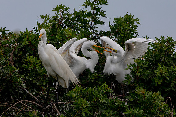 1171 egret (6F3A4814) April 18, 2021