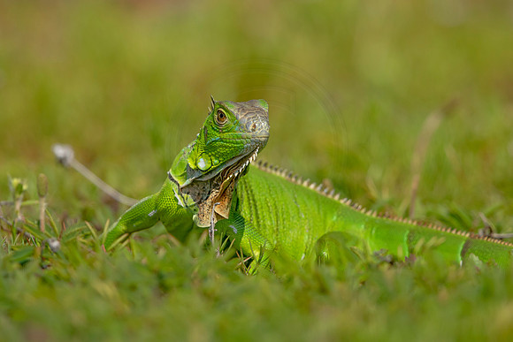 477 iguana (6F3A9003) April 15, 2021
