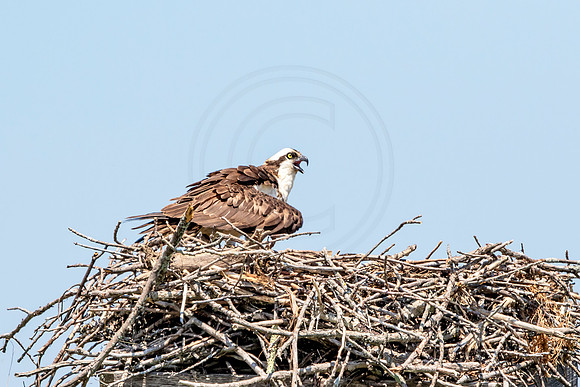 Osprey in Crown Point