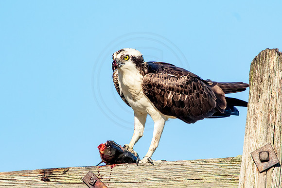 Osprey in Crown Point