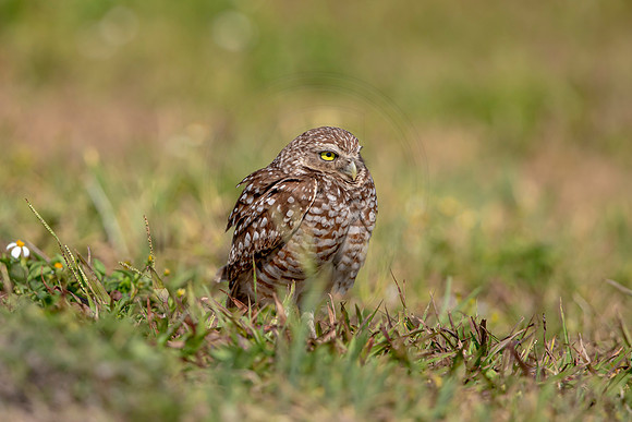 890 burrowing owl (6F3A2330) April 17, 2021