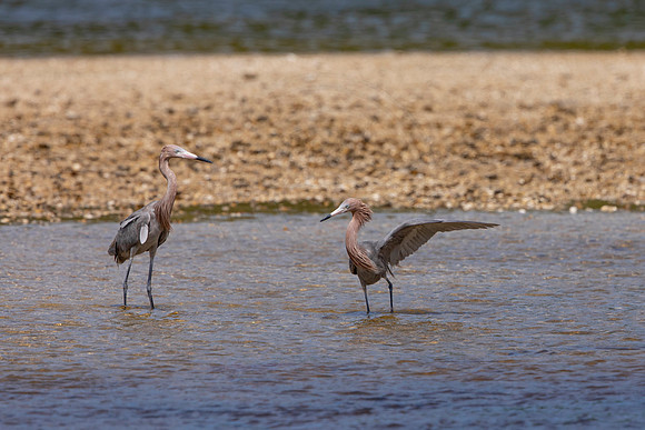 243 reddish egret (6F3A7244) April 15, 2021