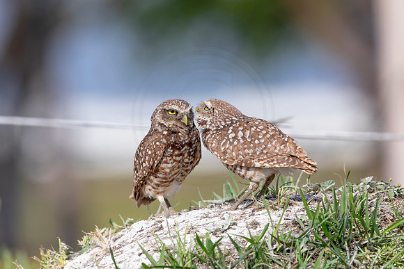 586 burrowing owl (6F3A0323) April 17, 2021