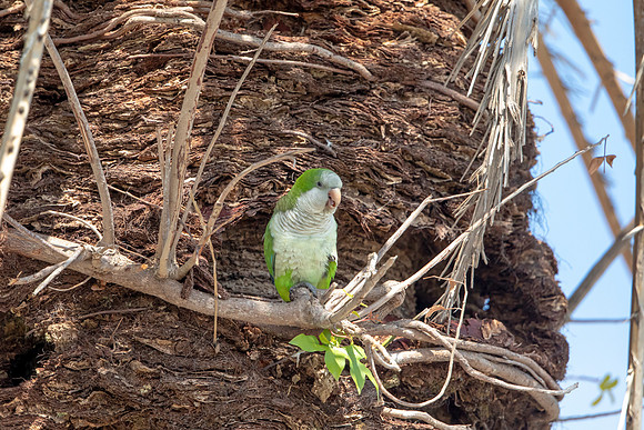 1216 monk parakeet (6F3A5492) April 18, 2021