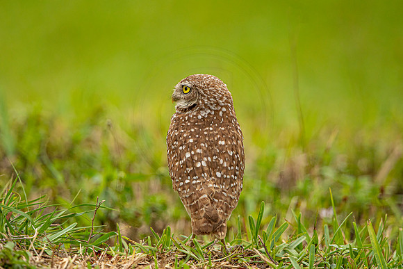 47 burrowing owl (6F3A2621) April 21, 2021