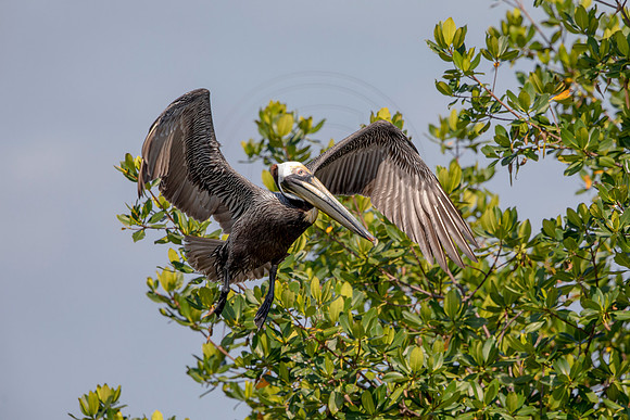 439 pelican (6F3A8798) April 15, 2021