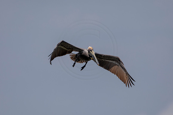 327 pelican (6F3A8213) April 15, 2021