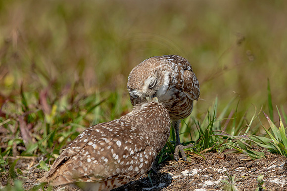 838 burrowing owl (6F3A2013) April 17, 2021