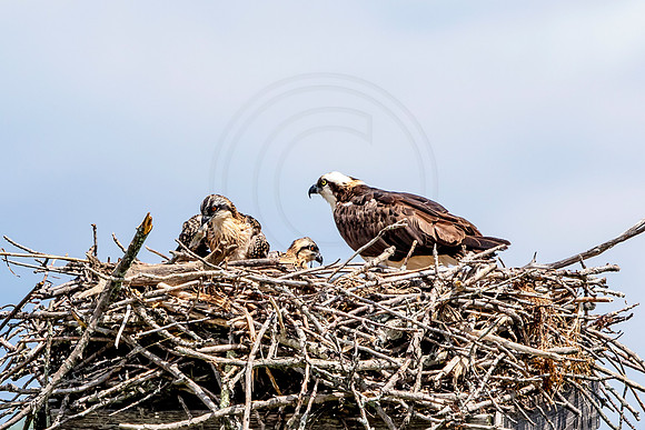 Osprey in Crown Point