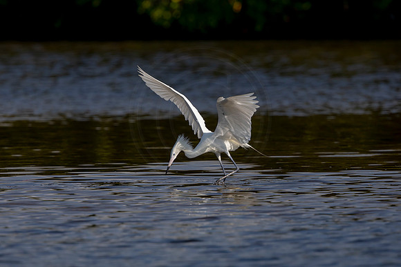 78 egret (6F3A5834) April 15, 2021