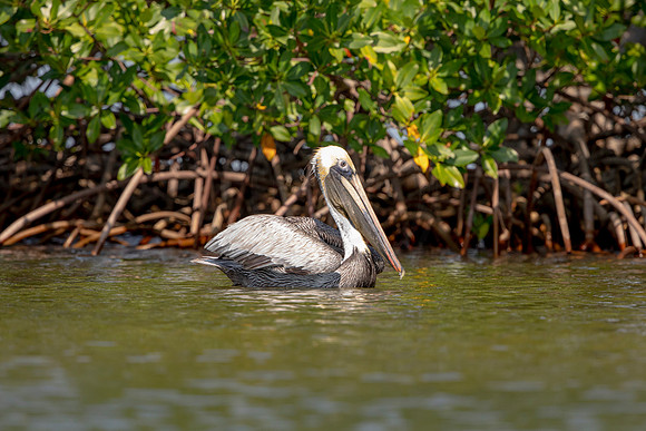 461 pelican (6F3A8920) April 15, 2021