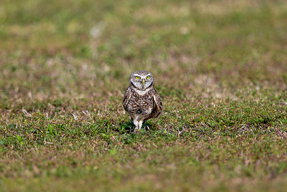 567 burrowing owl (6F3A0142) April 17, 2021