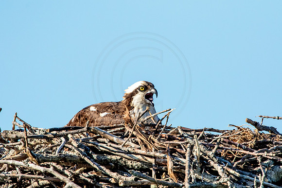 Osprey in Crown Point