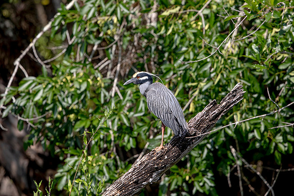 551 night heron (6F3A9737) April 16, 2021