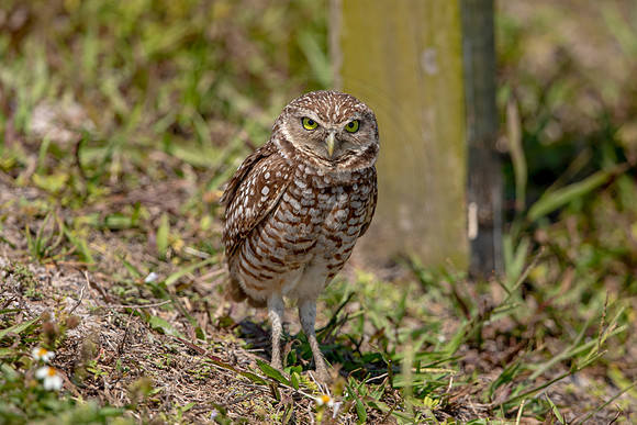 852 burrowing owl (6F3A2082) April 17, 2021