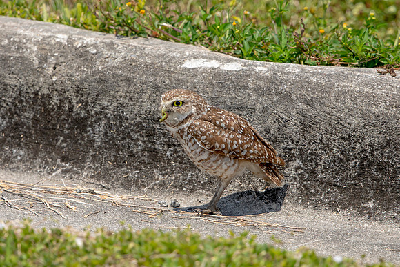 718 burrowing owl (6F3A1334) April 17, 2021