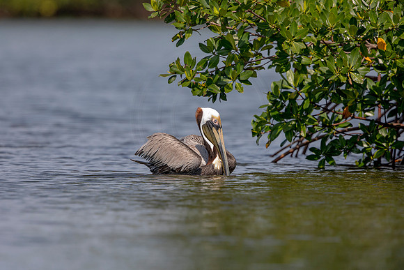448 pelican (6F3A8840) April 15, 2021