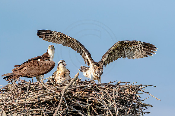 Osprey in Crown Point