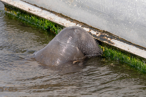 420 manatee (6F3A8661) April 15, 2021