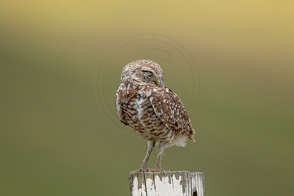 750 burrowing owl (6F3A1508) April 17, 2021