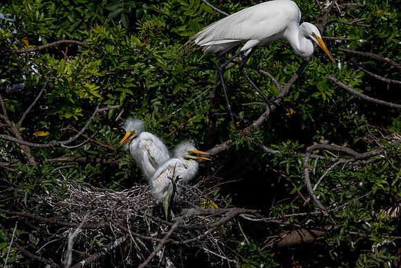 1098 egrets (6F3A4053) April 18, 2021