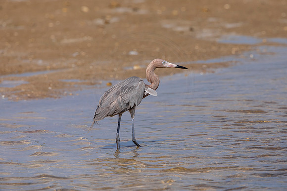 201 reddish egret (6F3A6875) April 15, 2021