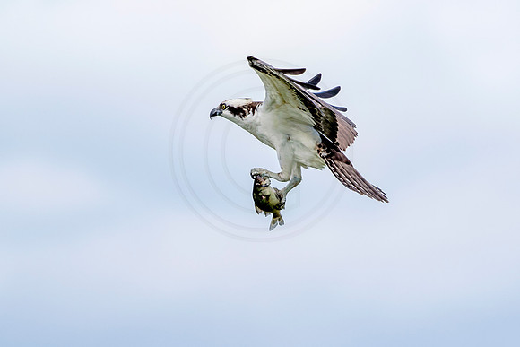 Osprey in Crown Point