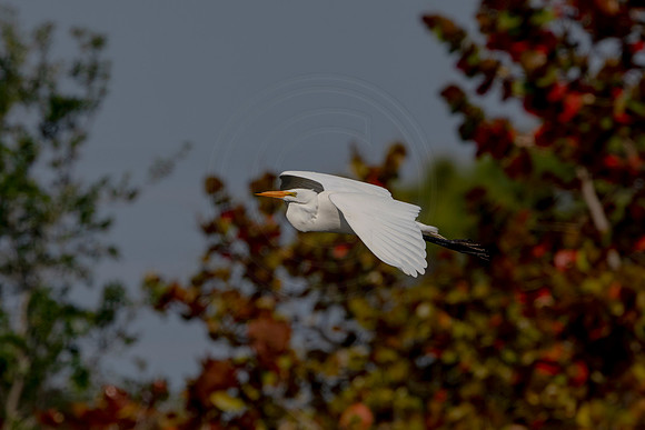 1108 egret (6F3A4102) April 18, 2021