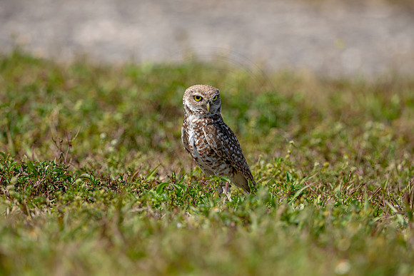 864 burrowing owl (6F3A2129) April 17, 2021