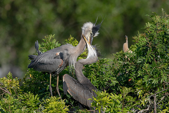 977 gbh (6F3A2959) April 18, 2021