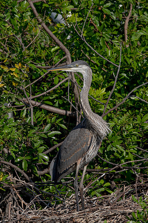 990 gbh (6F3A3047) April 18, 2021