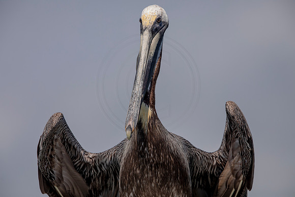 423 pelican (6F3A8705) April 15, 2021
