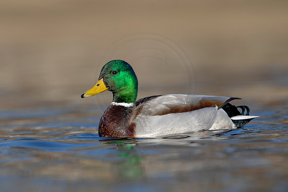 285 mallard (AF3A4525) March 20, 2021
