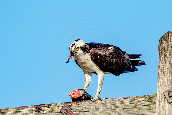 Osprey in Crown Point
