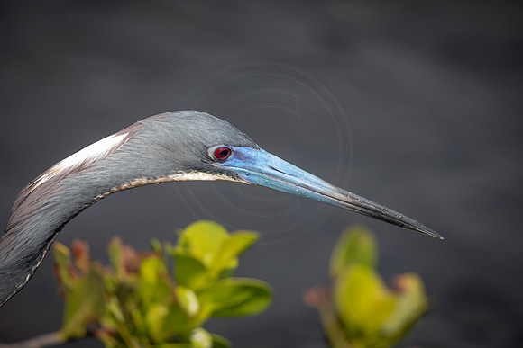 212 little blue heron (6F3A6993) April 15, 2021